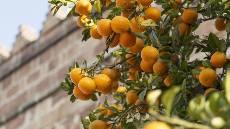 The State of the Global Orange Market in 2026